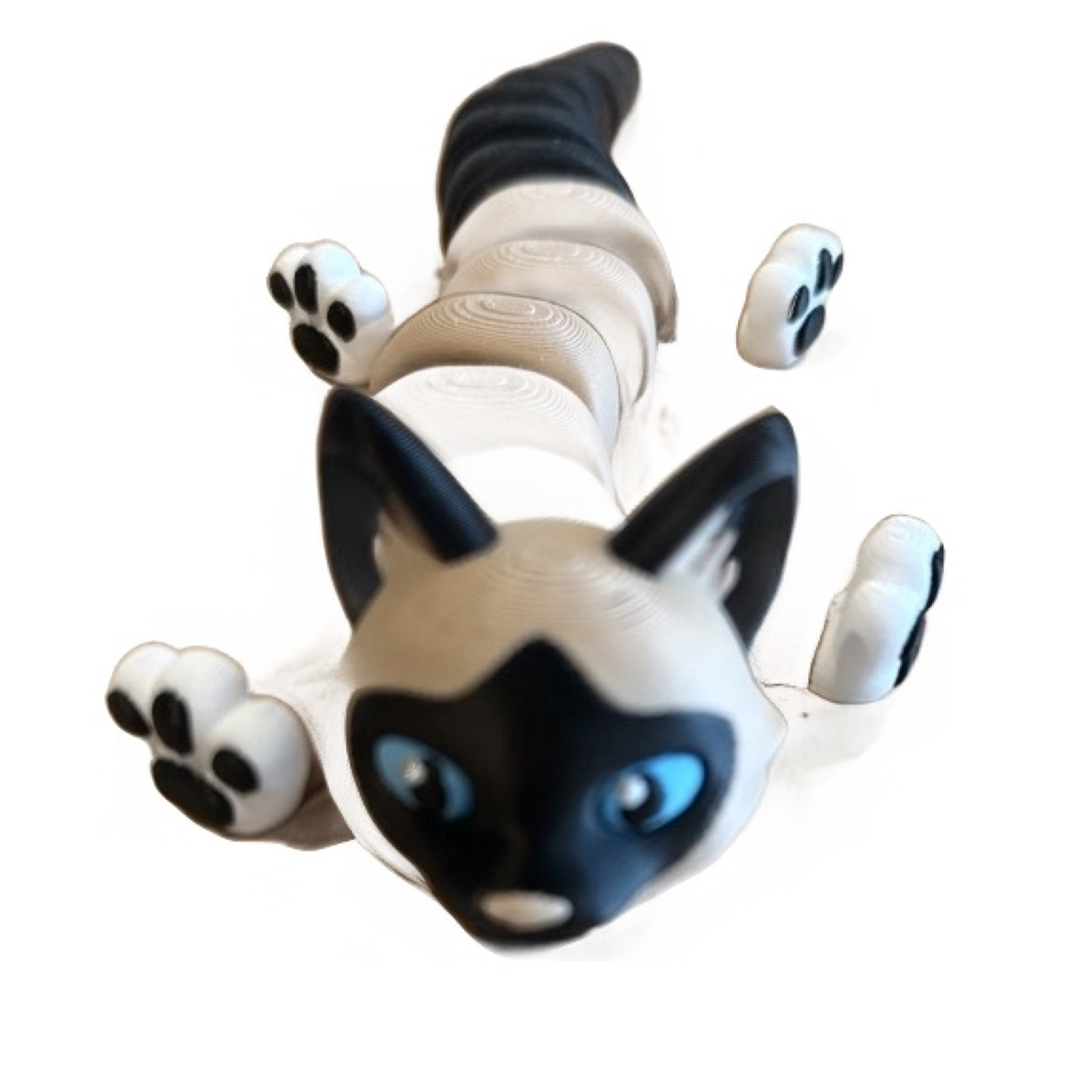 Siamese Cat
